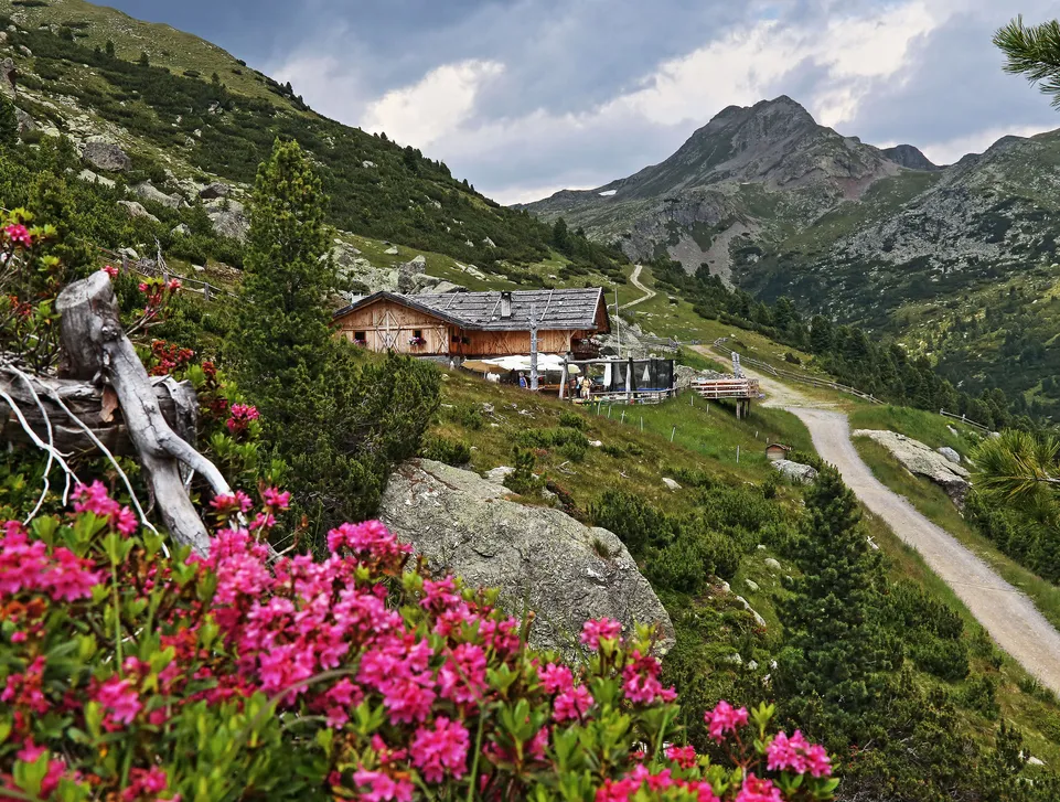 Almhütte in den Sarntaler Bergen mit blühenden Almrosen und dramatischer Wolkenstimmung